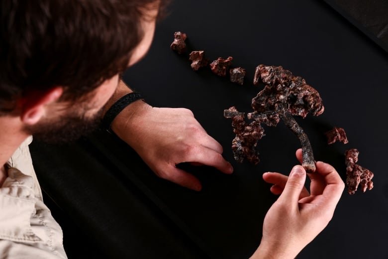 A set of dark brown fossils are laid out on a black surface, while a blurry shape of a man leans over them. He is holding one of the fossils in his hand.