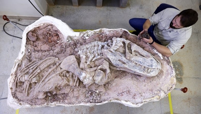 A camera shot from above looks down on the cross-section of a large dinosaur fossil. A man sits next to the fossil, holding a much smaller, dark brown lump of rock and bone.