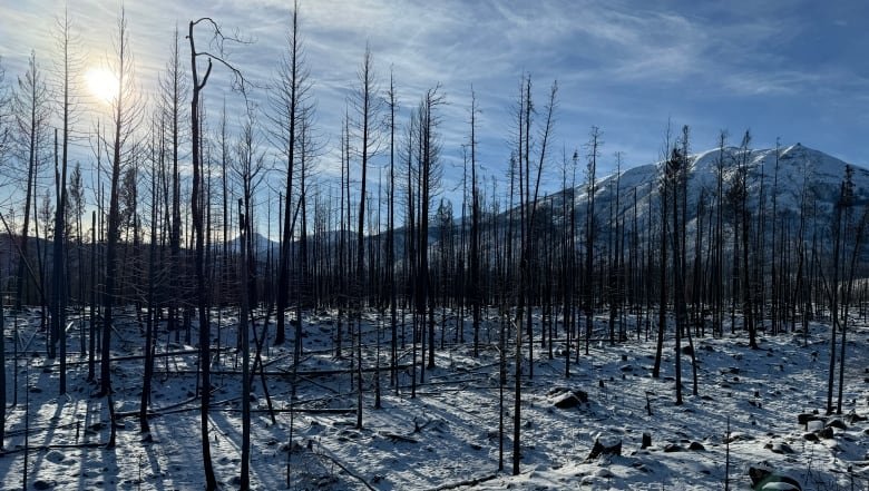 A burned forest near Jasper.