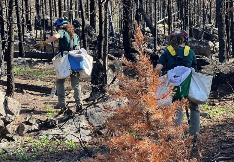 Parks Canada officials replant trees in burned areas in Jasper National Park.