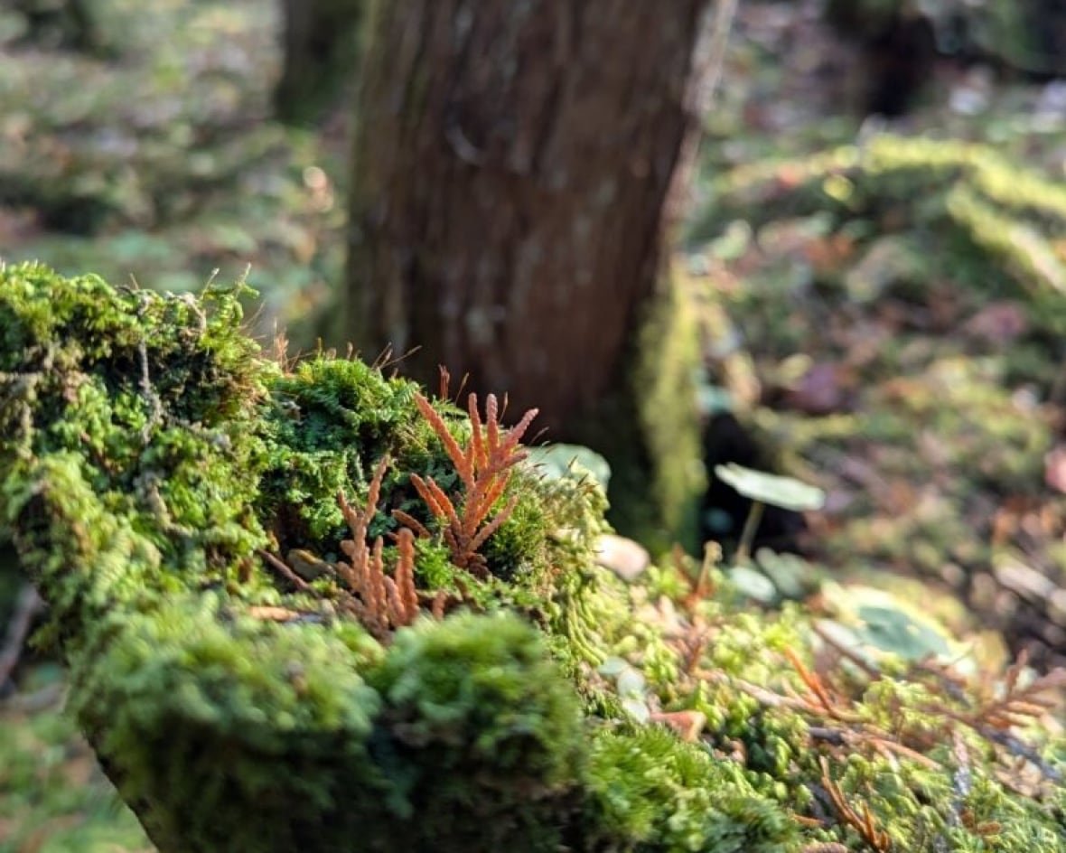 A close up photo of moss growing in a wetland